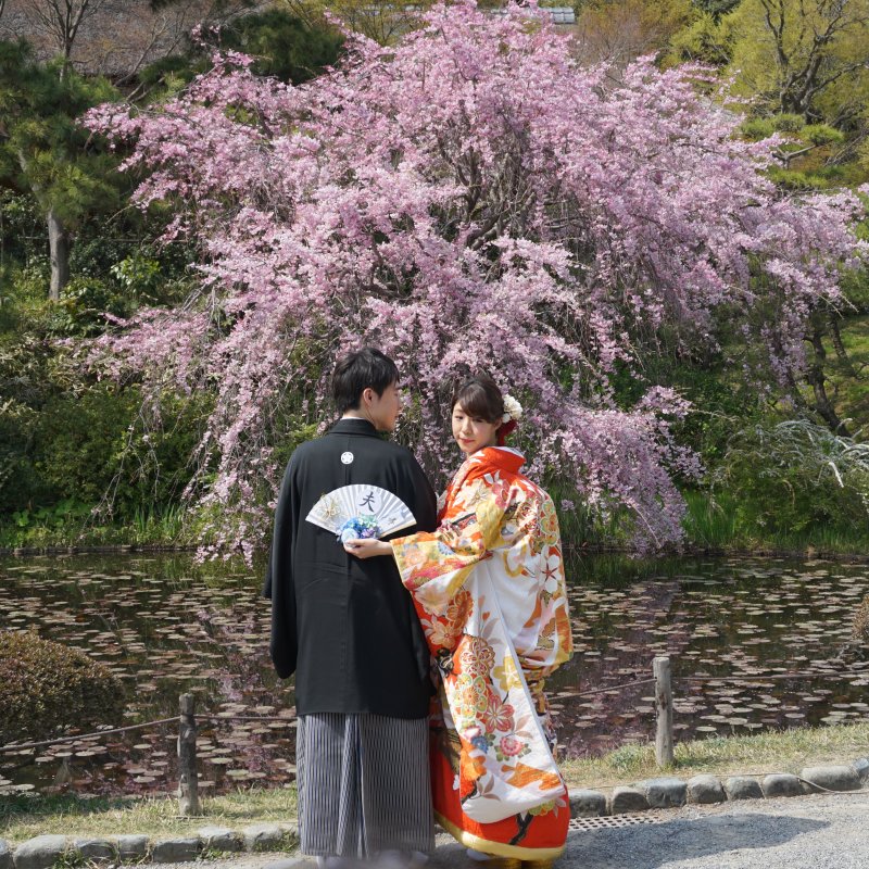 Япония в цветущей Сакуре - 2018 год и 2019 год