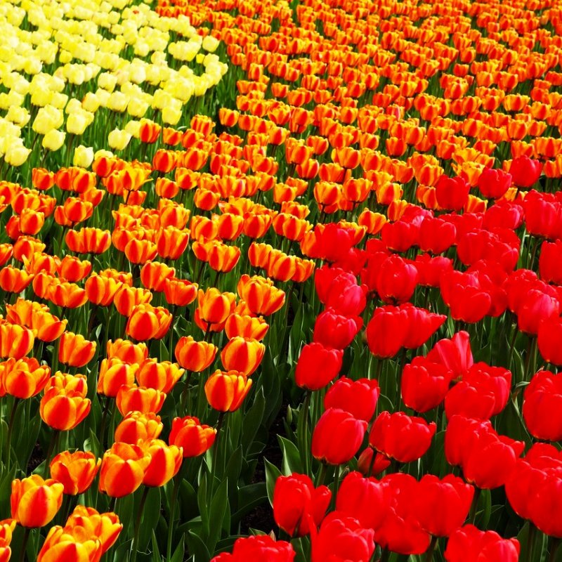 ВЕСЕННИЙ БЕНИЛЮКС - БЕЛЬГИЯ, НИДЕРЛАНДЫ, ЛЮКСЕМБУРГ