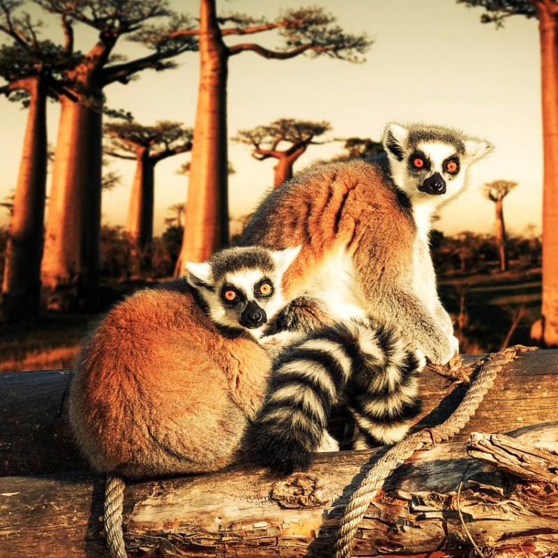 ЗАГАДОЧНЫЙ МАДАГАСКАР И ОСТРОВ МАВРИКИЙ - VIP ТУР В МИНИ ГРУППE