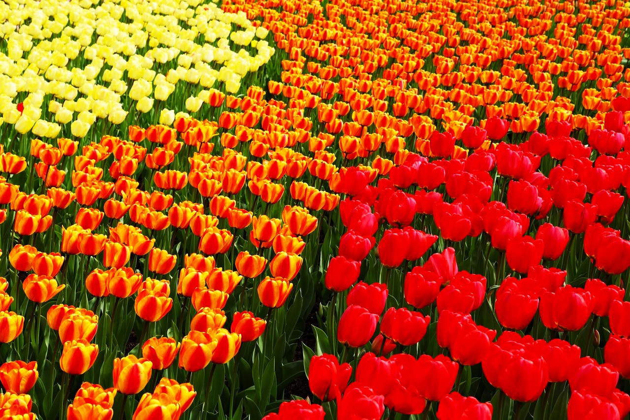 ВЕСЕННИЙ БЕНИЛЮКС - БЕЛЬГИЯ, НИДЕРЛАНДЫ, ЛЮКСЕМБУРГ